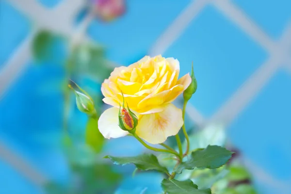 Rosa amarela com uns botões — Fotografia de Stock