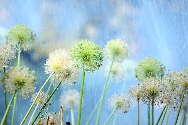 洋葱下大雨在花园里的花朵 — 图库照片