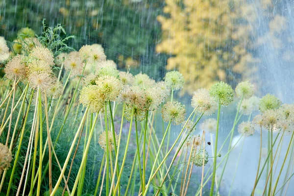 Flowers of onion under rain in the garden — Stock Photo, Image