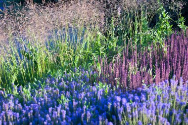 Çiçek açması bitkiler - peyzaj