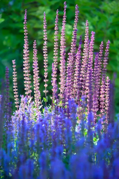 Plantas em flor — Fotografia de Stock
