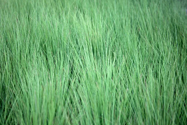 Поле степной травы с перьями — стоковое фото