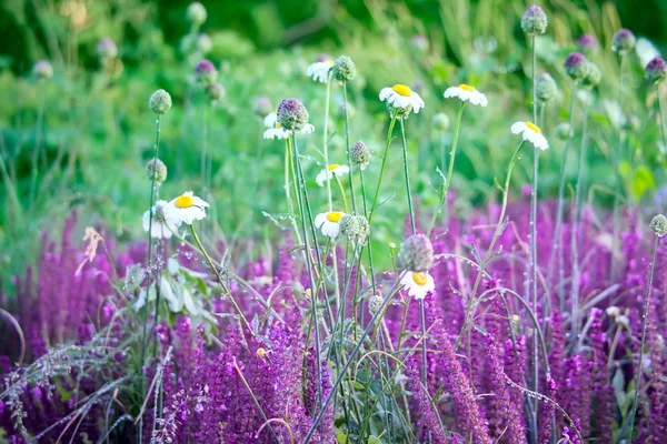 Květiny a byliny s kapkami ranní Rosa — Stock fotografie