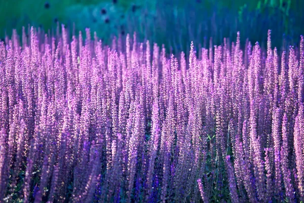 Lavendel blüht auf dem Feld — Stockfoto