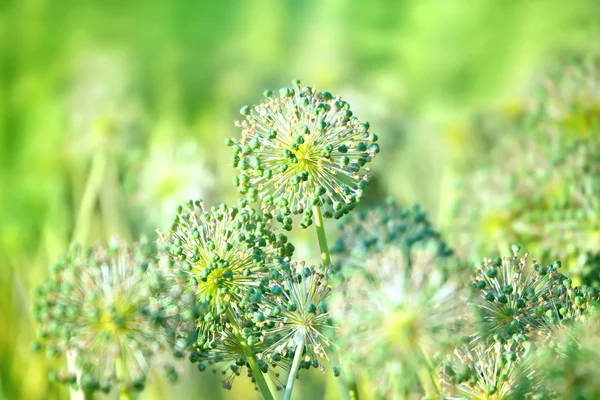 Flores decorativas de cebola no jardim de verão — Fotografia de Stock