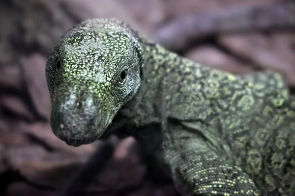 Salvadori's monitor (Varanus Salvadorii) — Stock Photo, Image