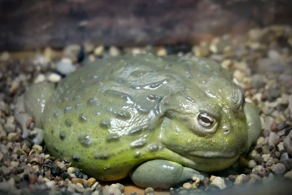 Żaba rycząca Afryki (pyxicephalus Bałtycka) — Zdjęcie stockowe