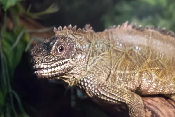 Jaszczurka (Sailfin Lizard) zbliżenie portret — Zdjęcie stockowe