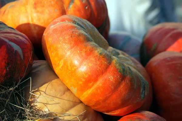 Säsongsmässiga pumpa bakgrund — Stockfoto