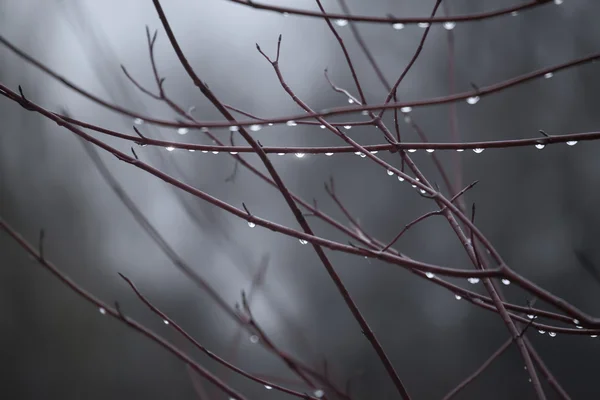 Branches Arbres Avec Gouttes Pluie Fond Automne — Photo