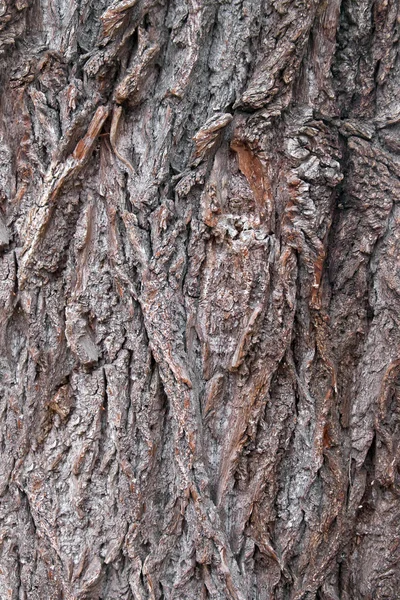 Kora Drzewa Tekstury Naturalne Podłoże — Zdjęcie stockowe