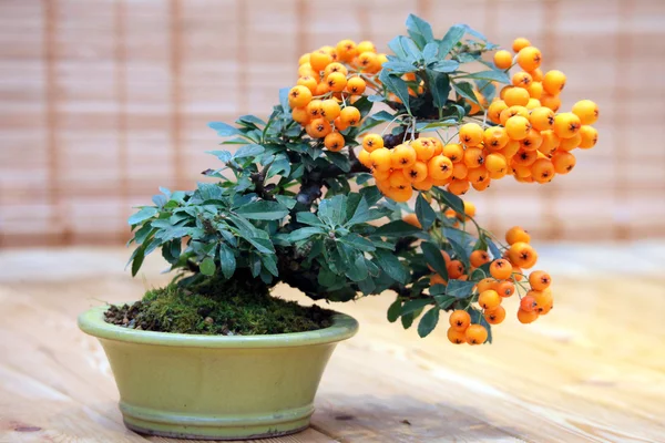 Μπονσάι Pyracantha angustifolia - δέντρο με φωτεινά φρούτα σε κατσαρόλα — Φωτογραφία Αρχείου