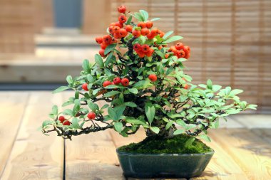 Bonsai ateş dikeni augustifolia.