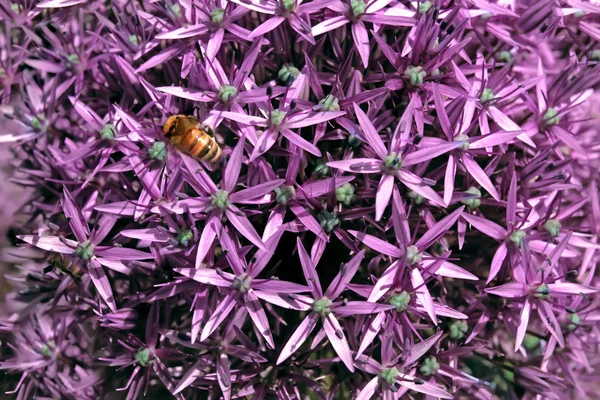 Lila Hagymás Virágok Méh Természetes Tavaszi Háttér — Stock Fotó
