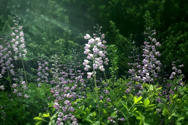 Lwia Paszcza Kwiatów Słońcu Spring Garden — Zdjęcie stockowe