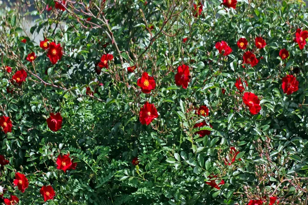 Bush Kwitnących Filiżanka Spring Garden — Zdjęcie stockowe