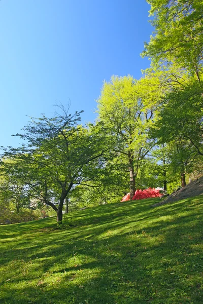 Árvores Canteiros Flores Parque Primaveril — Fotografia de Stock