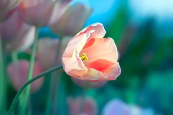 Jardim de primavera tulipa — Fotografia de Stock
