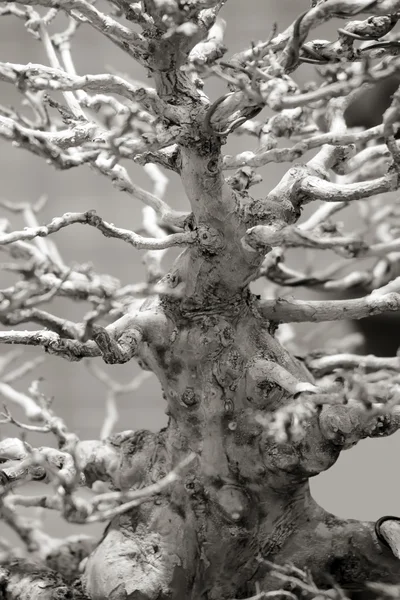 Bonsai. Tree trunk. — Stock Photo, Image