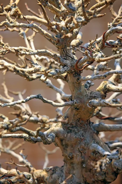 Bonsai. Fa törzse. — Stock Fotó