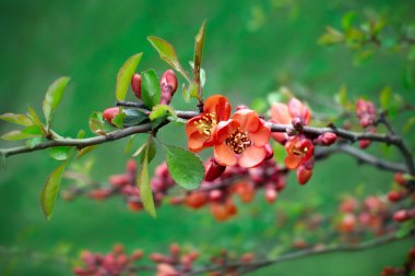 çiçekli-Ayva çiçek