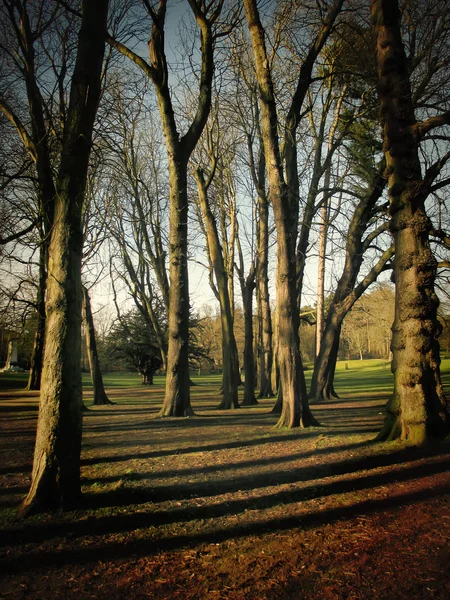 Ombres d'arbres dans la forêt — Photo