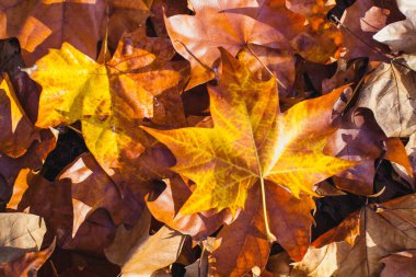 Avrupa 'nın en alt katmanlarındaki geniş yapraklı ormanlarda sonbaharda solan yapraklar