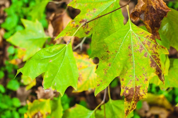 fading leaves on a tree