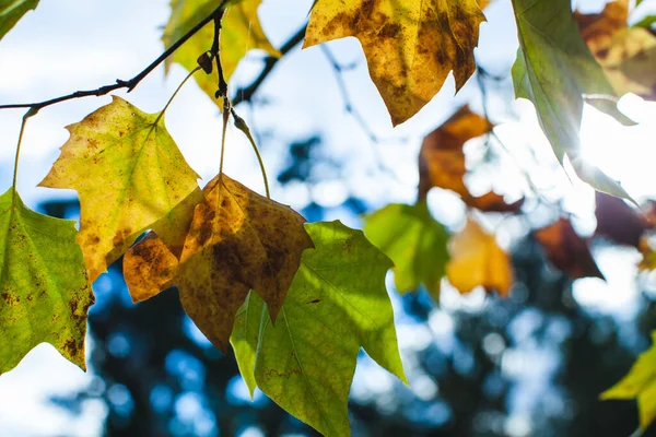 Hojas Que Desvanecen Árbol — Foto de Stock