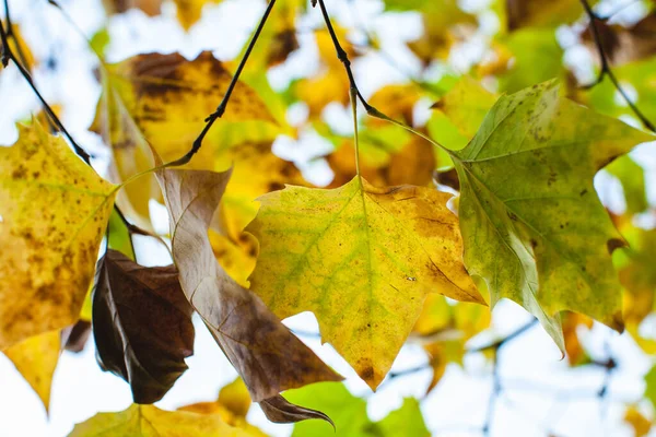 Hojas Que Desvanecen Árbol — Foto de Stock