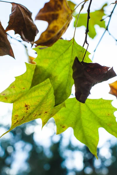 fading leaves on a tree