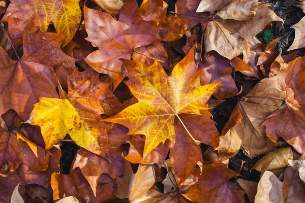 fading leaves in autumn in a european broadleaf forest on the bottom