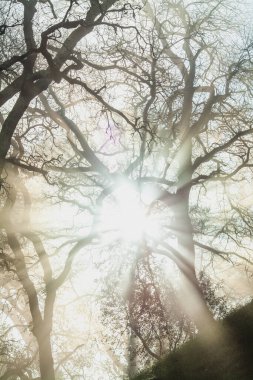 Sisli bir sabahta ağaçların arasında ışıklar eski bir ortaçağ Portekiz kalesinde.