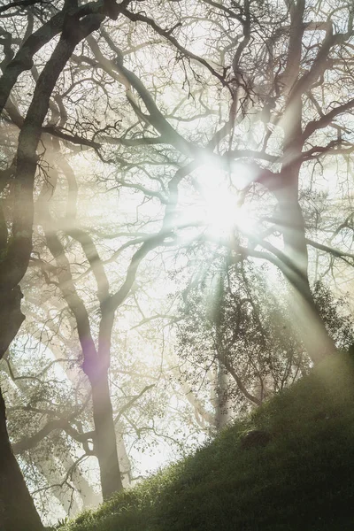 Ljus Genom Träden Dimmig Morgon Gammal Medeltida Portugisisk Slott — Stockfoto