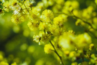 Güneşli bir günde büyüdüğünde çiçek açan mimozanın dalı