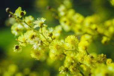 Güneşli bir günde büyüdüğünde çiçek açan mimozanın dalı