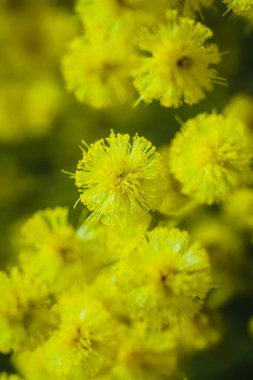 Güneşli bir günde büyüdüğünde çiçek açan mimozanın dalı