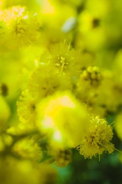 Güneşli bir günde büyüdüğünde çiçek açan mimozanın dalı