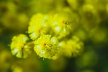 Güneşli bir günde büyüdüğünde çiçek açan mimozanın dalı