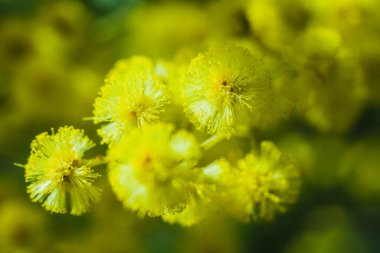Güneşli bir günde büyüdüğünde çiçek açan mimozanın dalı