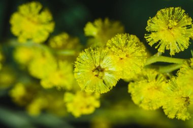 Güneşli bir günde büyüdüğünde çiçek açan mimozanın dalı