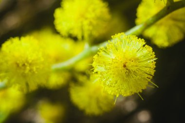 Güneşli bir günde büyüdüğünde çiçek açan mimozanın dalı