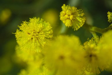 Güneşli bir günde büyüdüğünde çiçek açan mimozanın dalı