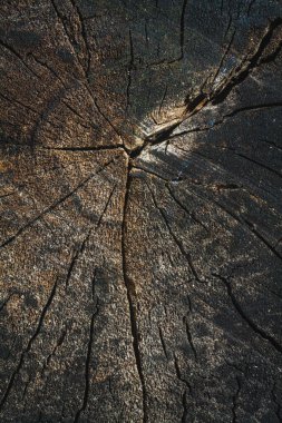 Zamanla kararmış bir ağaç gövdesi kesiği.