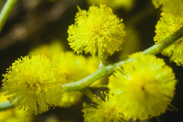 Güneşli bir günde büyüdüğünde çiçek açan mimozanın dalı