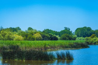 Portekiz 'de yazın etrafı sazlıklar, sazlıklar ve ormanlarla çevrilidir.