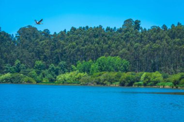Gölün yukarısındaki leylek yazın Portekiz 'de sazlıklar, sazlıklar ve ormanlarla çevriliydi.