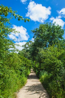 Güneşli bir günde Portekiz 'de ormanda yol var.
