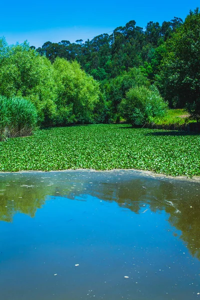 Озеро Окружено Зарослями Тростника Тростника Леса Португалии Летом — стоковое фото