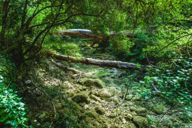 Yazın Portekiz ormanlarında kurak akarsu